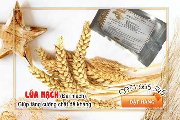 đại mạch (yến mạch) Thảo Dược Thanh Bịnh