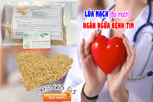 đại mạch (yến mạch) Thảo Dược Thanh Bịnh