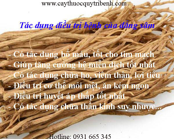 đẳng sâm