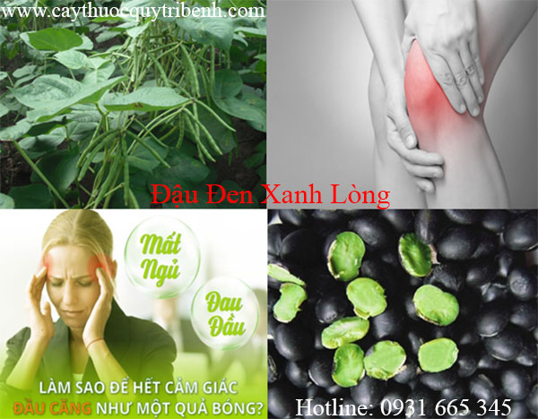 mua-dau-den-xanh-long-tai-tp-hcm-uy-tin-nhat