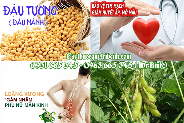 đậu tương ( đậu nành)