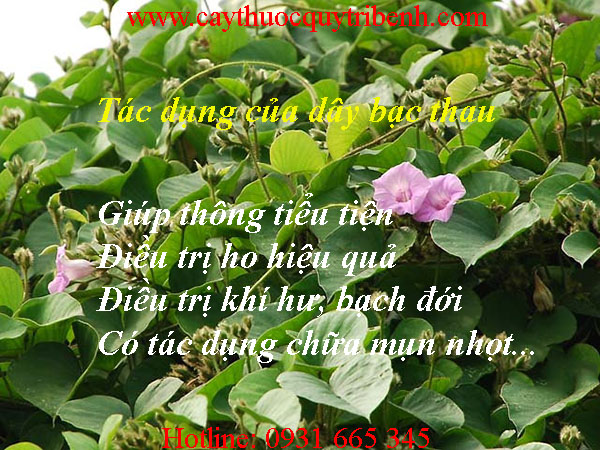 mua-day-bac-thau-o-dau-tai-tp-hcm-uy-tin-nhat