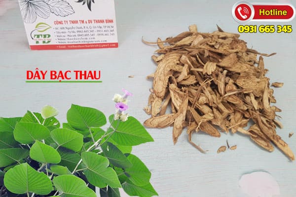 dây bạc thau thảo dược thanh bình