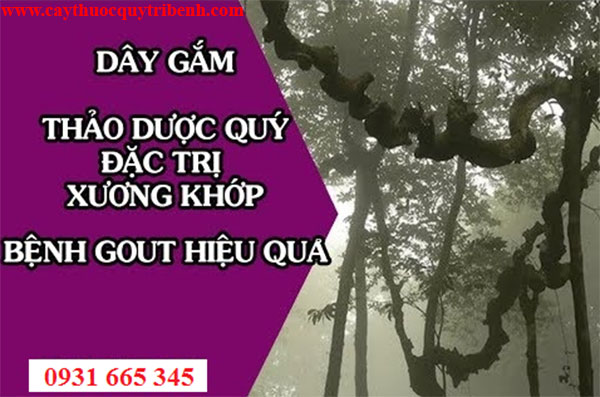 dây gắm