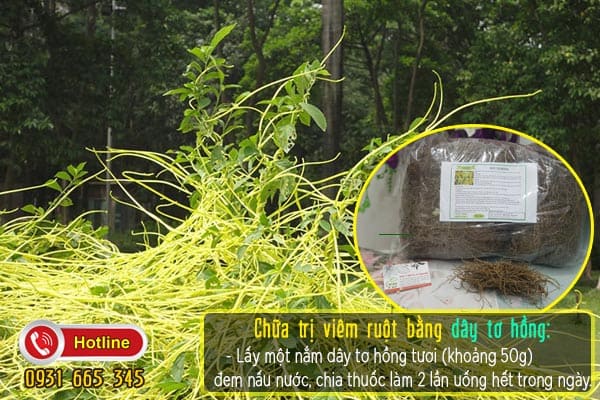 dây tơ hồng Thảo Dược Thanh Bình