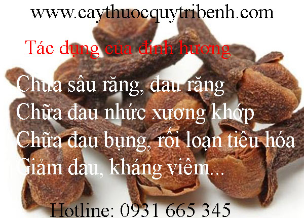 mua-dinh-huong-o-dau-tai-tp-hcm-uy-tin-nhat