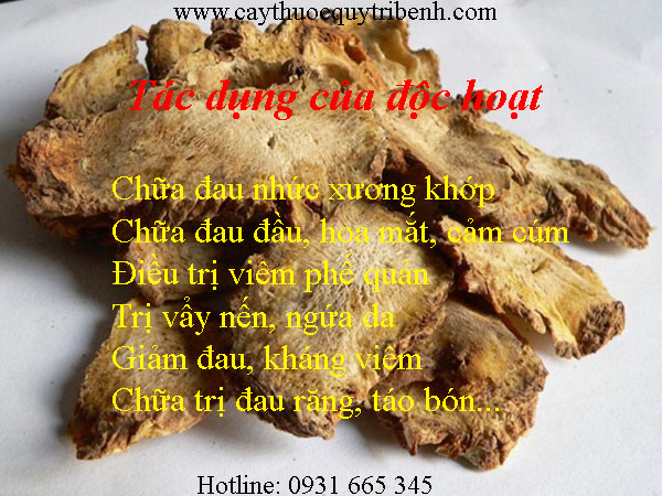 độc hoạt