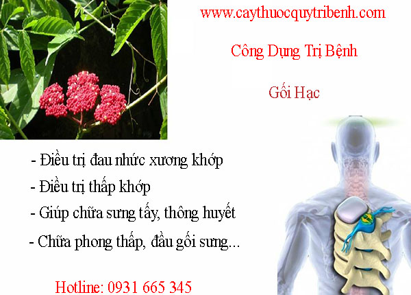 mua-goi-hac-o-dau-tai-tp-hcm-uy-tin-nhat
