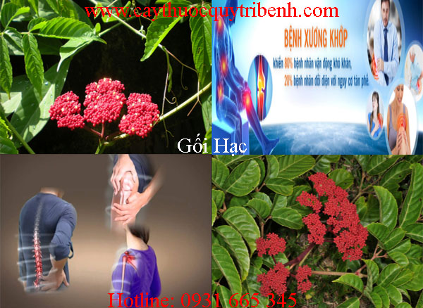 mua-goi-hac-o-dau-tai-tp-hcm-uy-tin