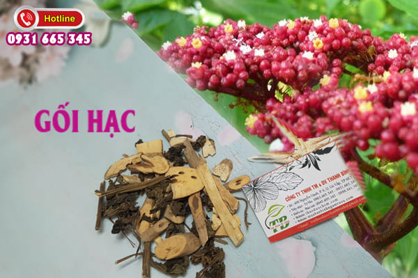 gối hạc thảo dược thanh bình