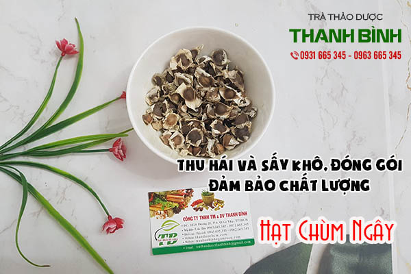 hạt chùm ngây thảo dược thanh bình