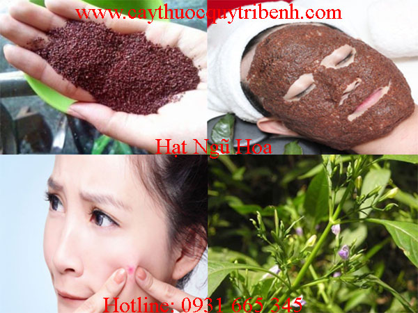 mua-hat-ngu-hoa-o-dau-tai-tp-hcm-uy-tin-chat-luong
