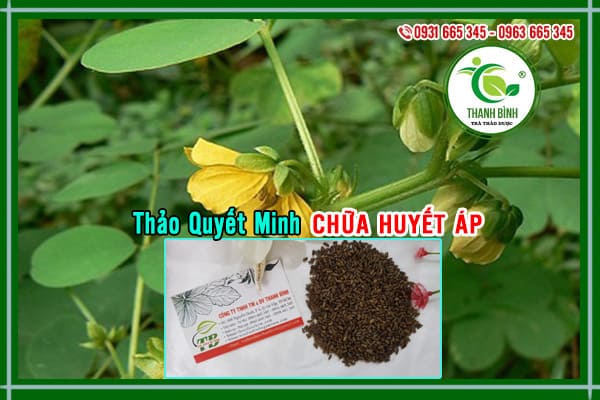 thảo quyết minh thảo dược thanh bình