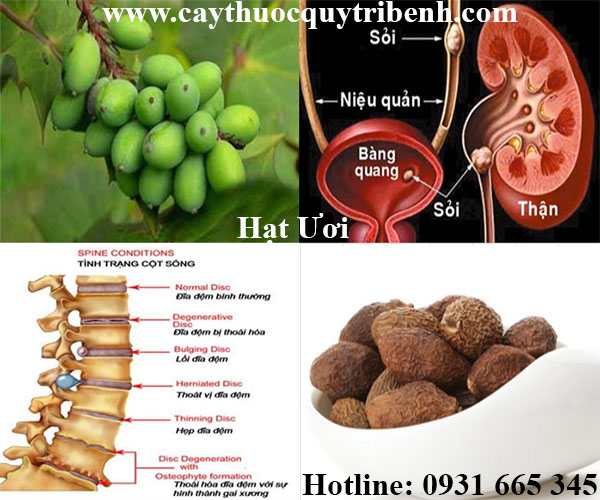 hạt ươi