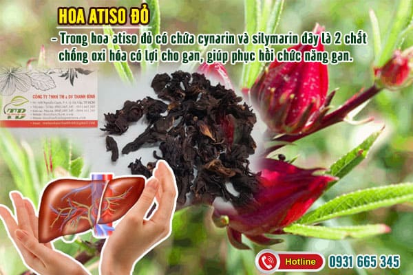 hoa atiso đỏ cây bụp giấm thảo dược thanh bình