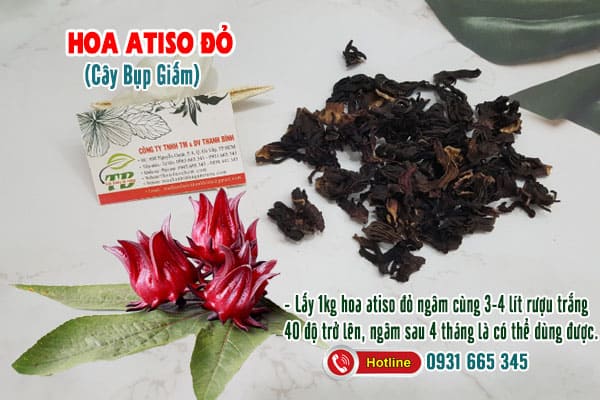 hoa atiso đỏ cây bụp giấm thảo dược thanh bình