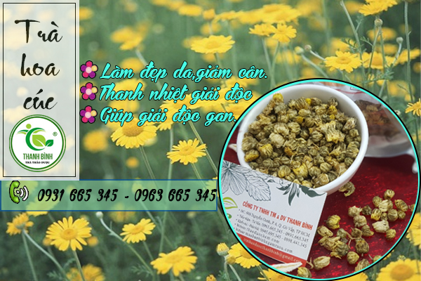 hoa cúc thảo dược thanh bình