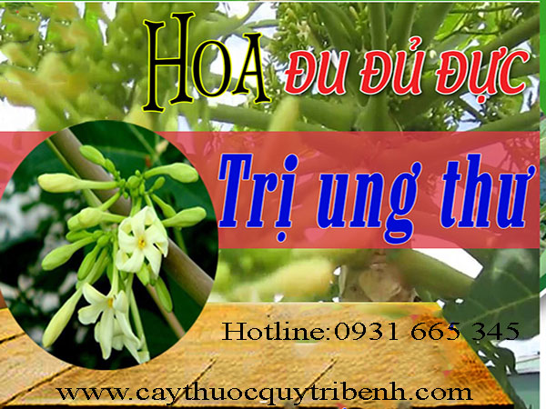 mua-hoa-du-du-duc-o-dau-tai-tp-hcm-uy-tin-chat-luong