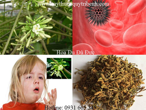 mua-hoa-du-du-duc-o-dau-tai-tp-hcm