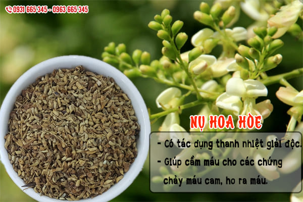 nụ hoa hòe thảo dược thanh bình
