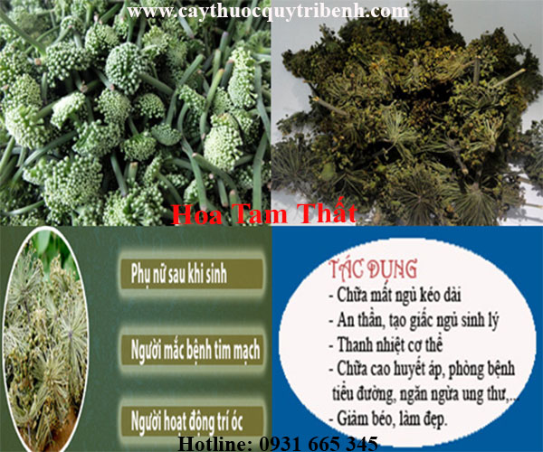hoa tam thất