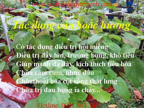 mua-hoac-huong-o-dau-tai-tp-hcm-uy-tin-nhat
