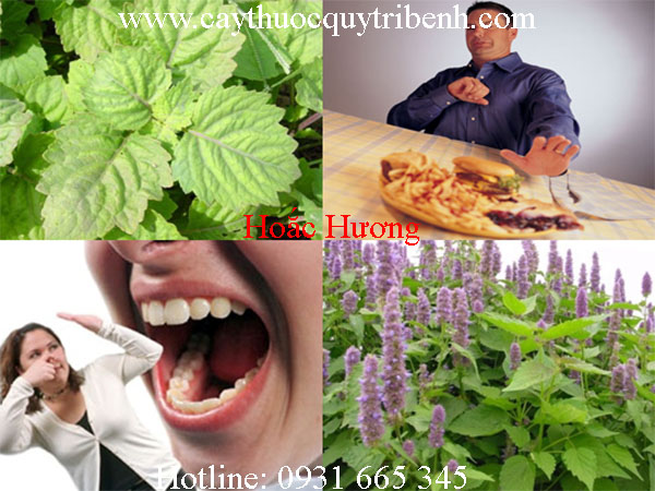 mua-hoac-huong-o-dau-tai-tp-hcm