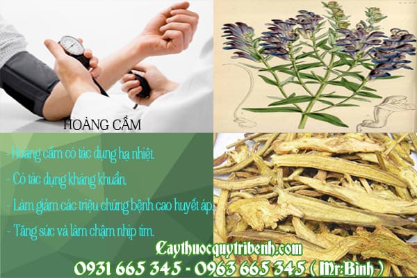 hoàng cầm