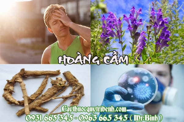 hoàng cầm