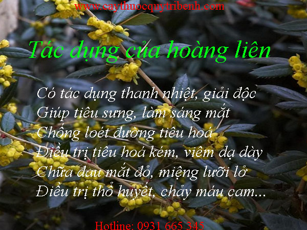 hoàng liên