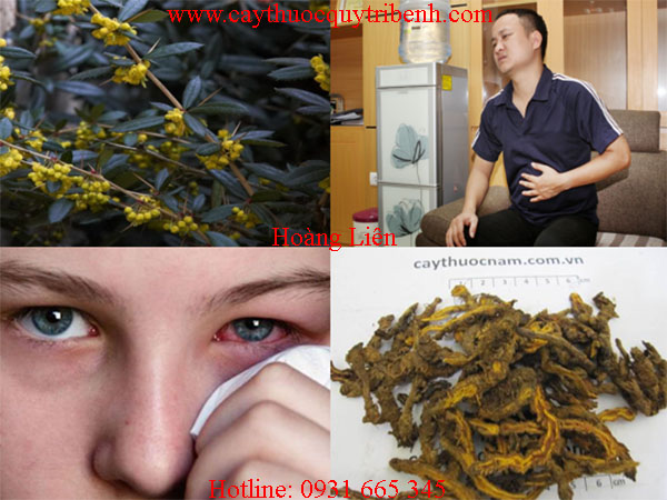 hoàng liên