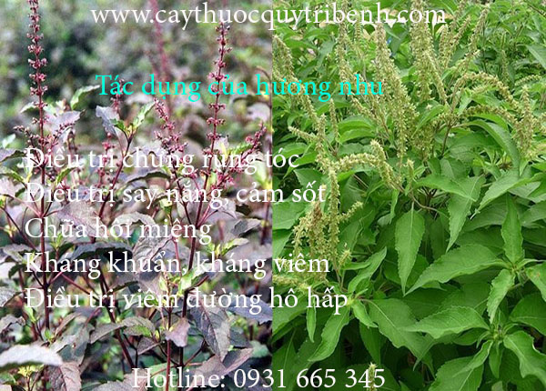 mua-huong-nhu-o-dau-tai-tp-hcm-uy-tin-nhat