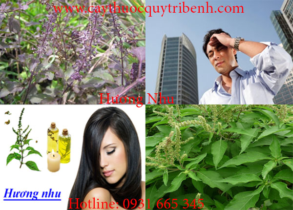 mua-huong-nhu-o-dau-tai-tp-hcm