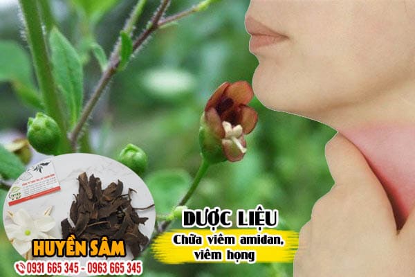 huyền sâm thảo dược thanh bình
