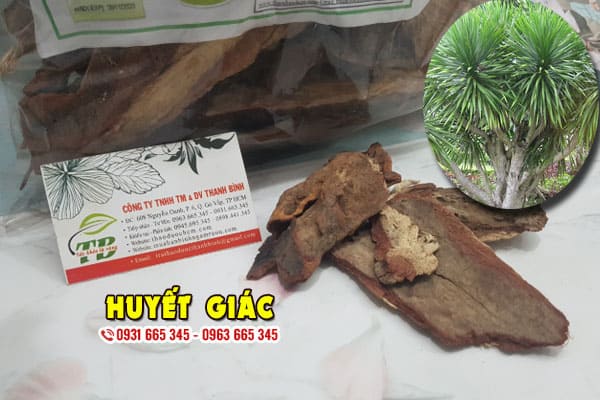 huyết giác thảo dược thanh bình