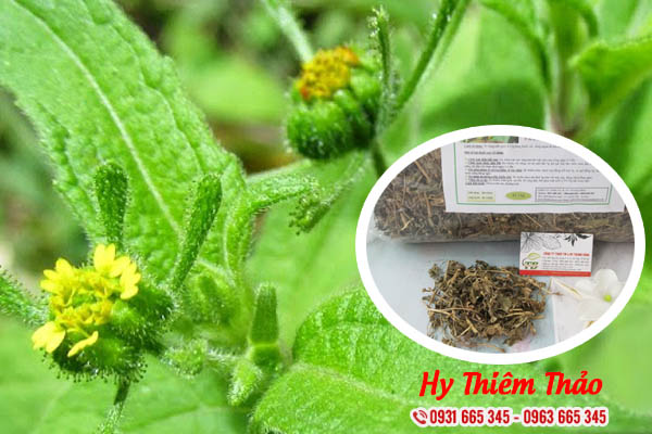 hy thiêm thảo thảo dược thanh bình