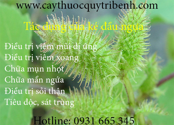 mua-ke-dau-ngua-o-dau-tai-tp-hcm-uy-tin