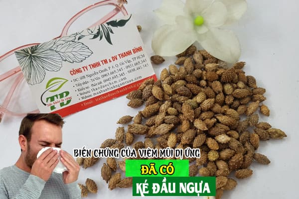 ké đầu ngựa thanh bình