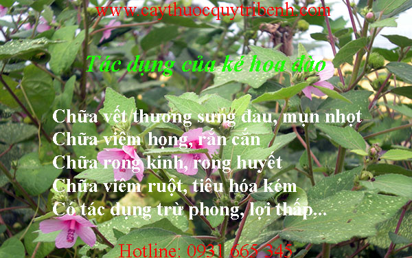 mua-ke-hoa-dau-o-dau-tai-tp-hcm-uy-tin-nhat