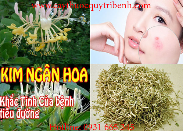 kim ngân hoa