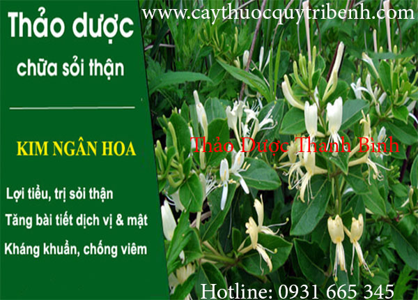 kim ngân hoa