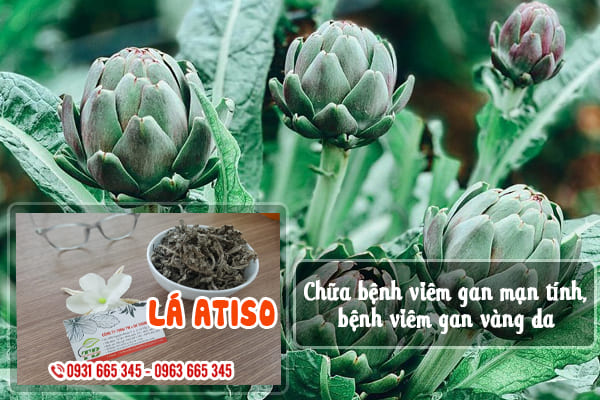 lá atiso thảo dược thanh bình