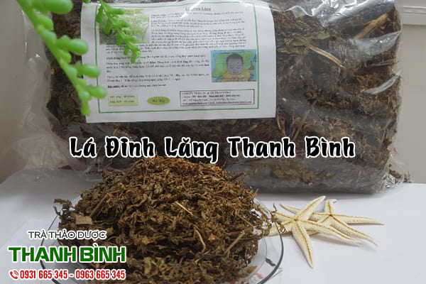 lá đinh lăng thảo dược thanh bình