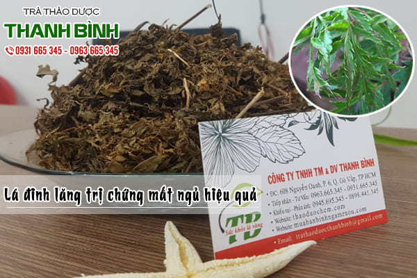lá đinh lăng thảo dược thanh bình