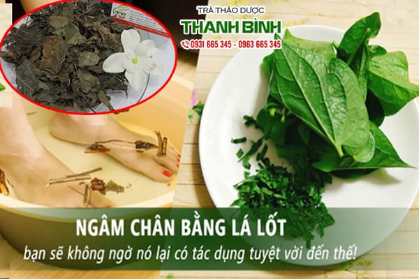 lá lốt thảo dược thanh bình