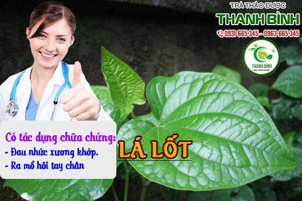 lá lốt thảo dược thanh bình