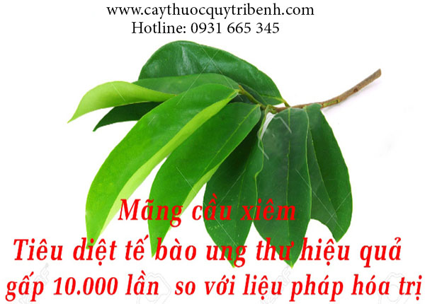 lá mãng cầu xiêm