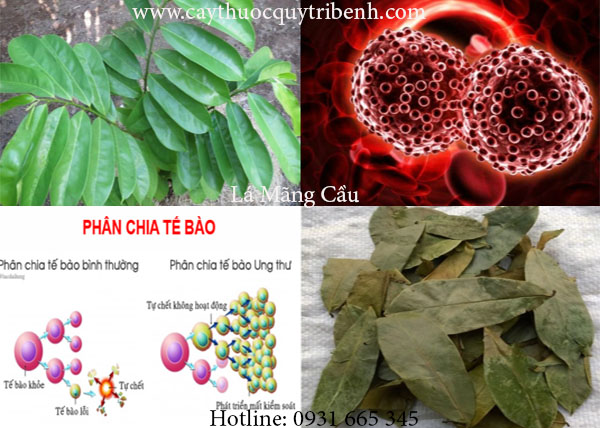 lá mãng cầu xiêm
