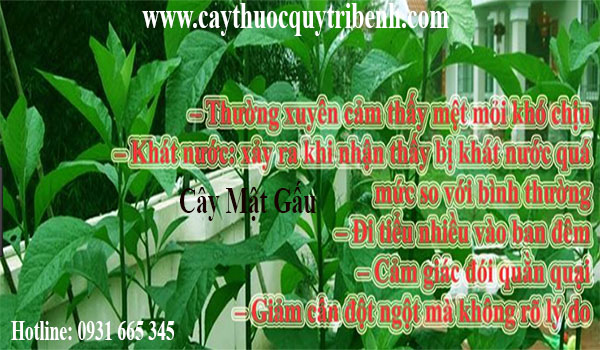 cây mật gấu