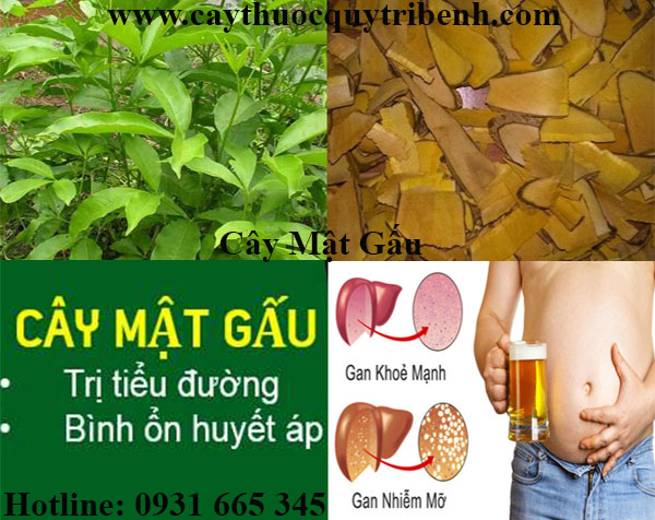 cây mật gấu